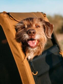 Croozer Dog Peppa -Camping And Hiking Shop 121000818 11 1280x1280